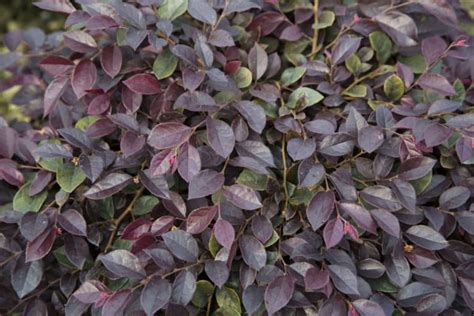 Purple Daydream Dwarf Loropetalum Southern Living Plants