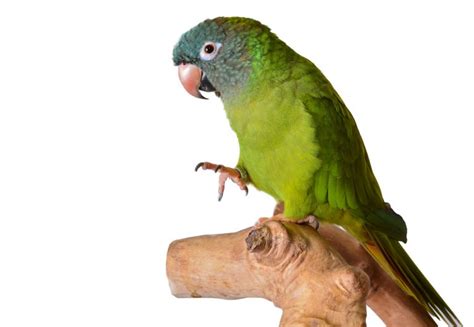 Blue Crowned Conure Care Guide Diet And Lifespan Petsoid