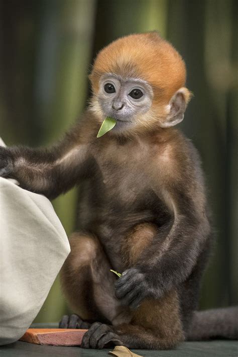 Endangered Francois Langur Cute Baby Monkey Baby Animals Pictures