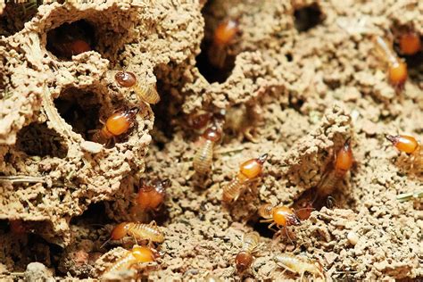 All About Drywood Termites Natures Little Wood Eaters