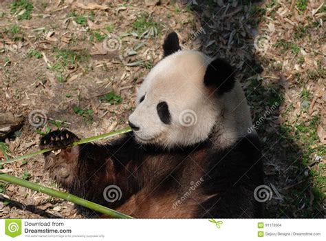 Cute Panda Bear Eating A Green Shoot Of Bamboo Stock Photo Image Of