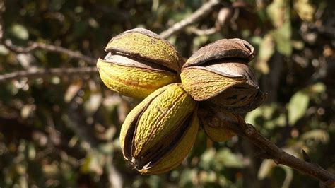 Forage Wild Nuts For Your Holiday Feast