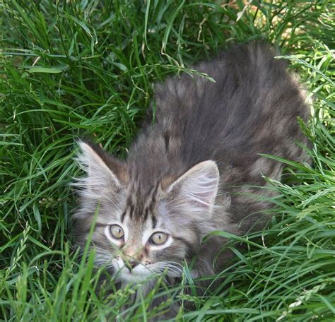 Brown Tabby Norwegian Forest Cat Kitten Available Bedale North Yorkshire Pets4homes