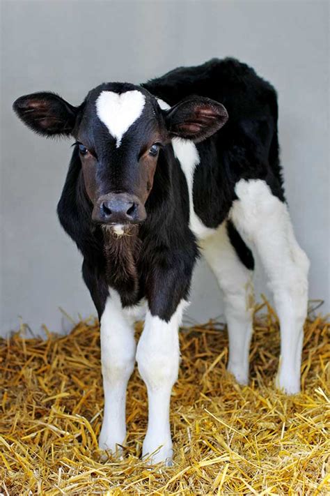 6 Expert Tips On How To Raise Fat Healthy Calves