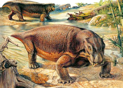 Lystrosaurus Fossil Drawing Mesosaurus And Lystrosaurus Fossils Have