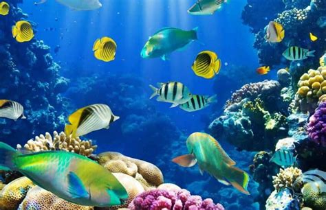 Hurghada Grand Aquarium Cel Mai Mare Acvariu Din Egipt Si Ce Trebuie
