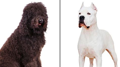The American Kennel Club Announced Two New Dog Breeds The Barbet And