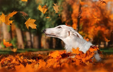 Autumn Dog Wallpapers Wallpaper Cave