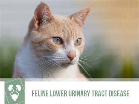 Feline Lower Urinary Tract Disease The Pet Professionals