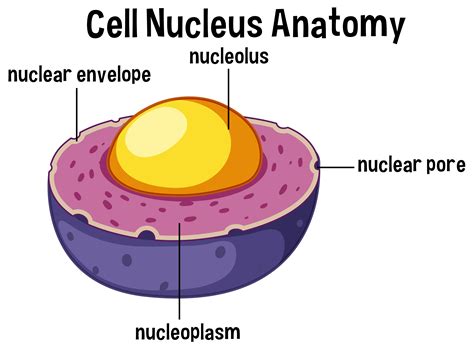 Eukaryotes usually have a single nucleus, but a few cell types, such as mammalian red blood cells, have no nuclei. Animal cell nucleus anatomy - Download Free Vectors ...