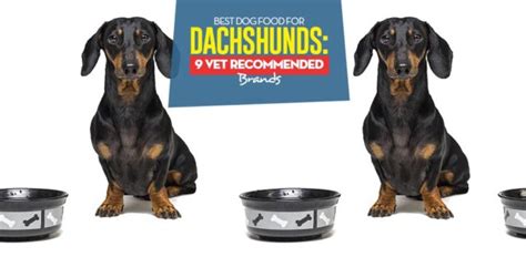 Best Dog Food For Dachshunds 9 Vet Recommended Brands Updated 2024