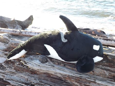 Buy Huge 40 Stuffed Killer Whale Large Plush Toy Orca Whale Online