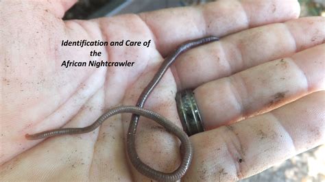 How To Identify The African Nightcrawler Composting Worm Dengarden