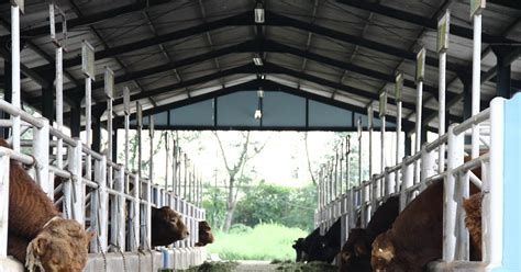Membangun Kandang Sapi Yang Baik & Benar ~ Fakultas Peternakan