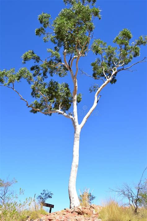 White Gum Tree Stock Photo Image Of Summer Travel Blue 20986806