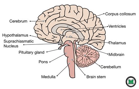 Sagittal View Of The Human Brain Brain Sagittal Anatomy