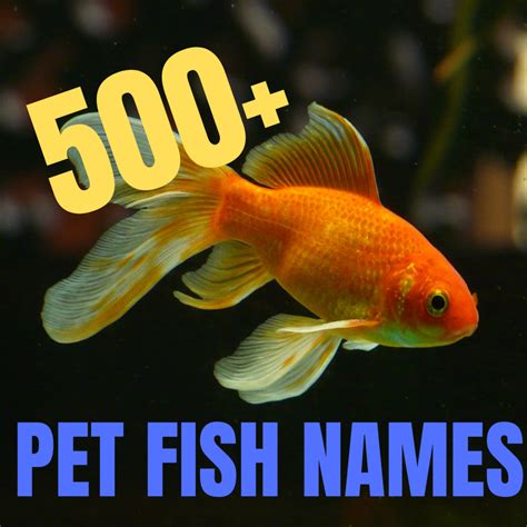 500 Great Name Ideas For Pet Fish Pethelpful
