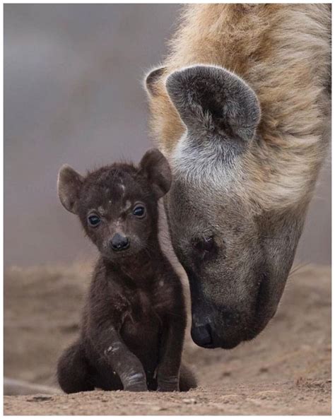 Baby Hyenas Are Cute Too In 2021 Cute Baby Animals Baby Animals Animals