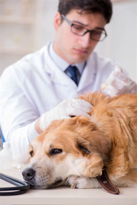 The Doctor Examining Golden Retriever Dog In Vet Clinic Stock Image