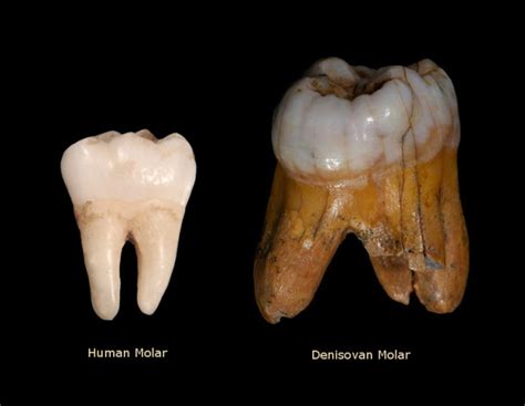 Denisovan remains were discovered in 2008 and human evolution experts have become fascinated with the group that went extinct around 50,000 years ago. Denisovans in Tibet