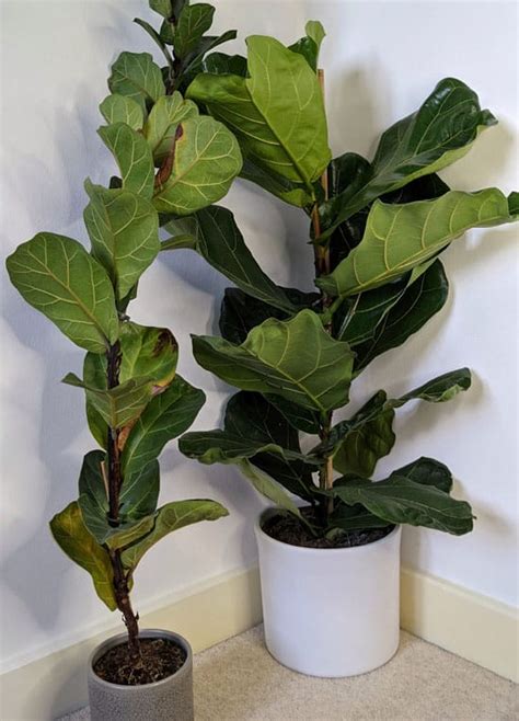 Fiddle Leaf Fig Ficus Lyrata Guide Our House Plants