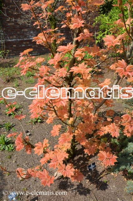 Acer Pseudoplatanus Puget Pink Klon Jawor Na Pniu E Clematis