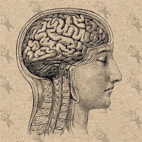 Brain Anatomy Drawing At Getdrawings Free Download