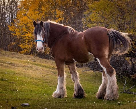 Strong Bigfoot Horse Photograph By Norm Sparks Pixels