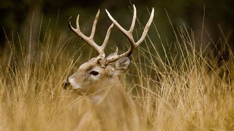 Deer Season Sees Major Changes