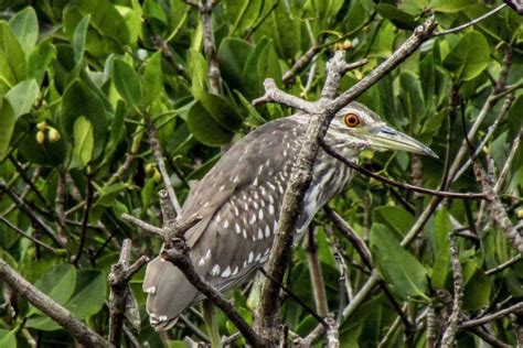 Mari Berkenalan dengan Burung Nokturnal Kowak Malam - Mongabay.co.id : Mongabay.co.id