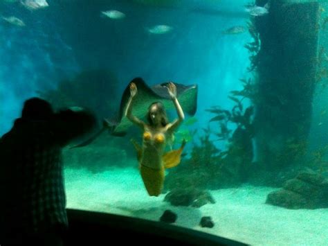 Mahina Mermaid Kazzie Mahina Aquarium Underwater