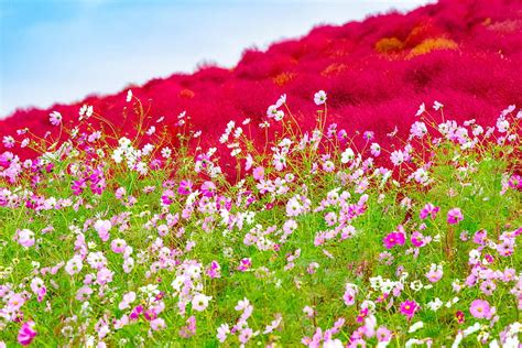Enjoy Hitachi Seaside Park And Its 4 Vibrant Seasons Of Flowers｜the Gate