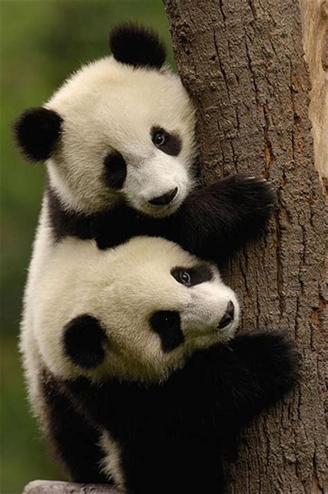 Panda Bears Cute Pictures And Fascinating Facts Panda Bear Animals
