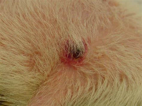 49 Best Staph Infection Images On Pinterest Staph Infection And