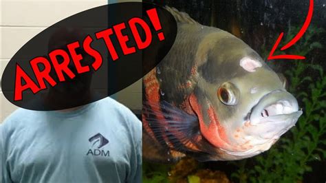 Arrested For Animal Cruelty Hole In The Head Disease Oscar Fish Youtube