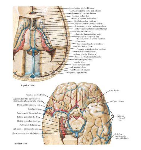 Deep Veins Of Brain Anatomy Longitudinal Cerebral Fissure Anterior