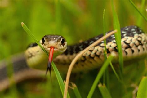 How To Attract Snakes To Your Garden Dengarden