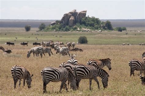 The Kopjes Of Serengeti Amusing Planet