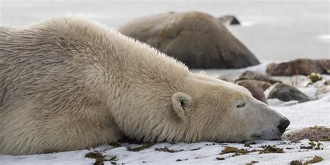 Churchill Polar Bear Pic Churchill Polar Bears