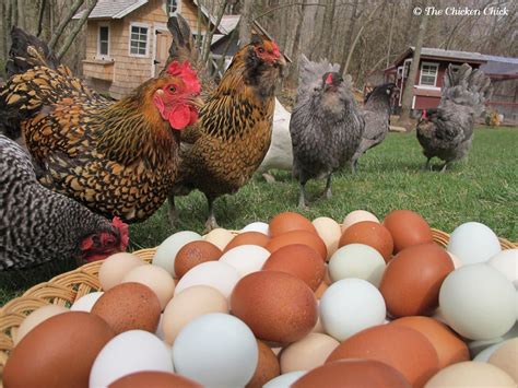 But raising backyard poultry isn't just for celebrities. How to Get an Endless Supply of Farm Fresh, Antibiotic ...