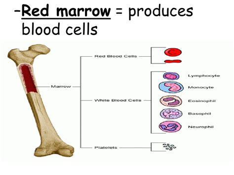 Ppt Topic Locomotion Aim Explain The Life Process Of Locomotion