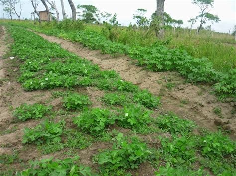 Pokoknya seakan menyerupai pokok teratai dan ditanam di dalam air. Disini dalam lingkaran ini: M A S A L A H