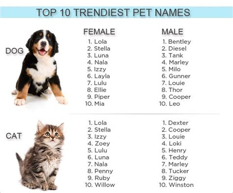 Your puppy's new name is probably right here! 8 best Pet Names images on Pinterest | Doggies, Names of ...