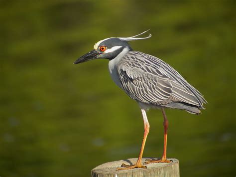 Yellow Crowned Night Heron Breeding 9682 The Bare Parts Flickr
