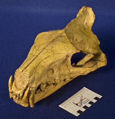 Witmerlab Skull Collection Hyaenodon