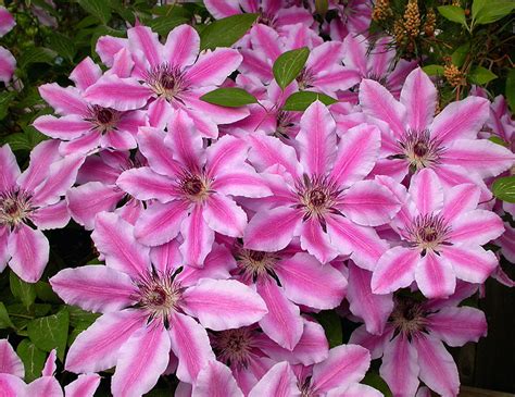 We did not find results for: Nelly Moser Clematis | Plants4Home