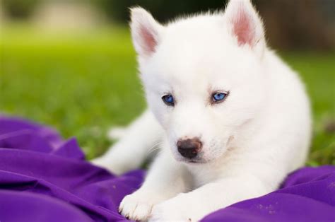 Free Download Husky Husky Dog Puppy White Blue Eyes Baby Wallpaper