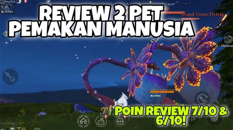 REVIEW SINGKAT PET GIANT VENUS FLYTRAP GIANT PIRANHA PET TIER B CHIMERALAND YouTube