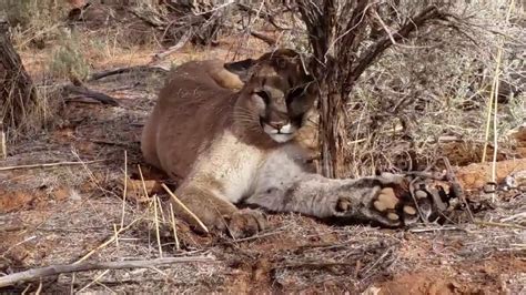 Us Man Accidentally Traps A Mountain Lion Then Painstakingly Sets It