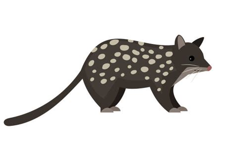 Spotted Tail Quoll Illustrations Royalty Free Vector Graphics And Clip
